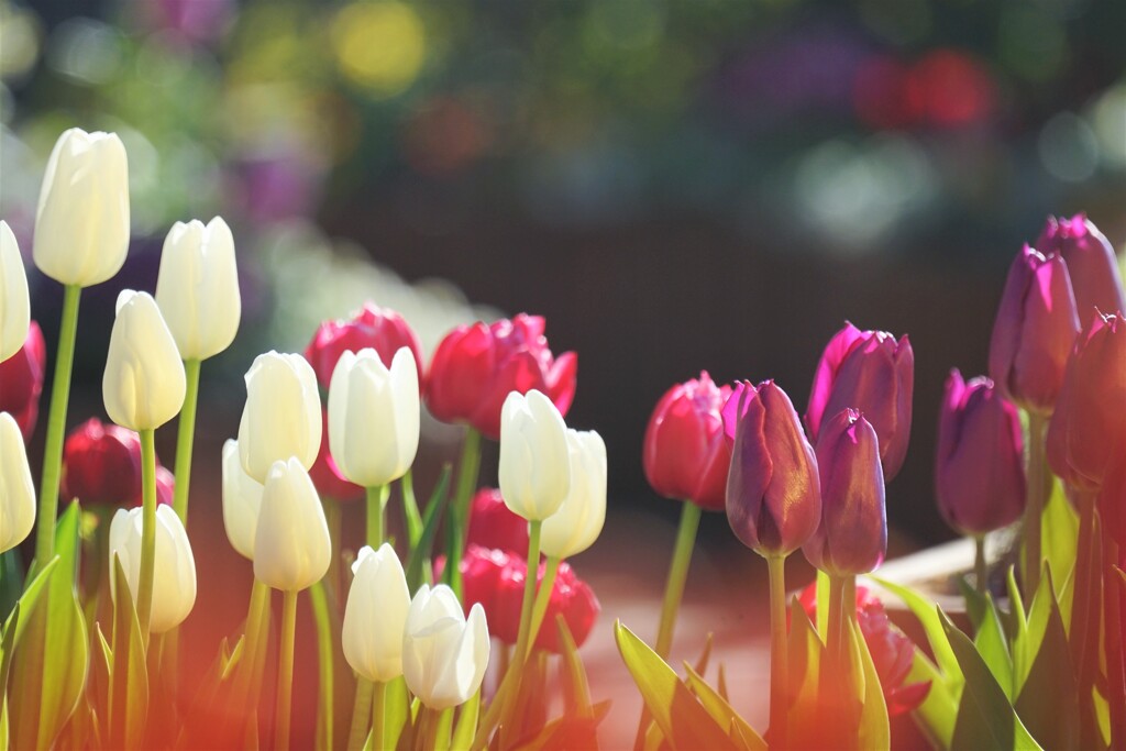 彩り・・アイスチューリップ　そのⅠ