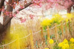 河津桜　そのⅢ