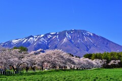 小岩井農場の桜並木