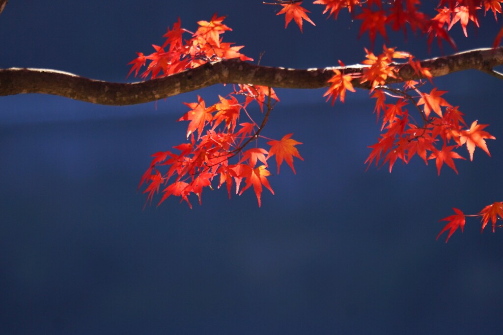 過ぎ去った11月の紅葉