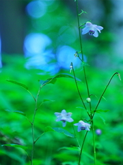 さやかに