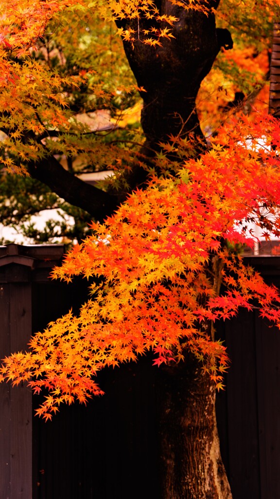 紅葉をまとう