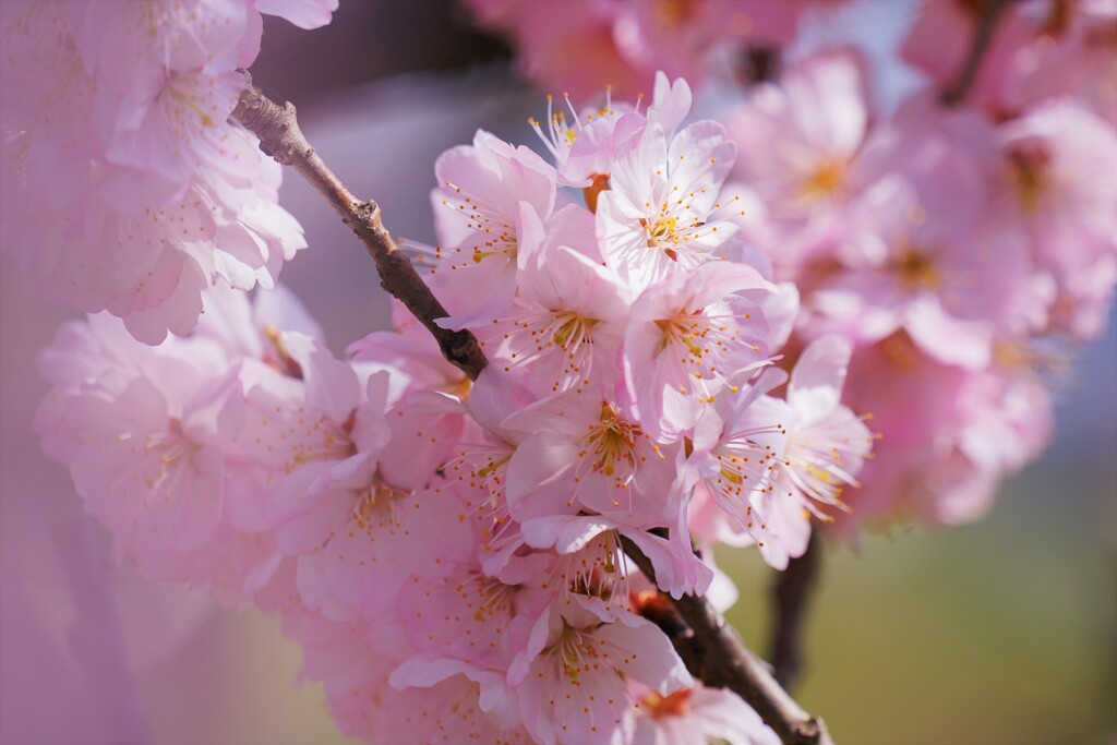 春めき桜　そのⅡ