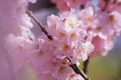 春めき桜　そのⅡ