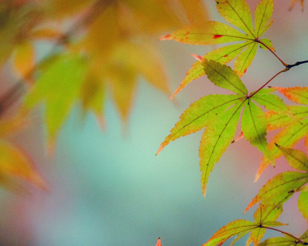 公園の秋　２