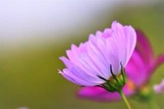 八月の秋桜