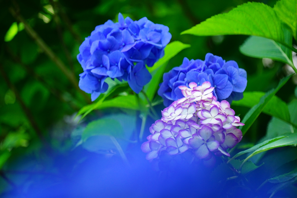 今年最後のアジサイ