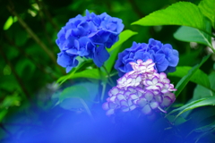 今年最後のアジサイ