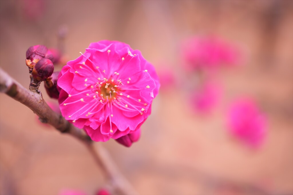 紅梅