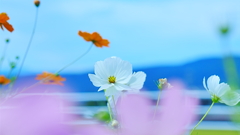 晩夏　コスモス　1
