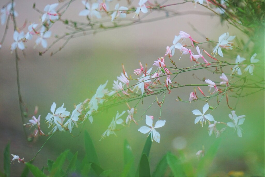 風に揺れる白蝶