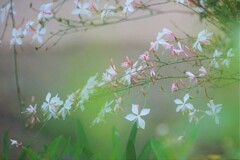 風に揺れる白蝶