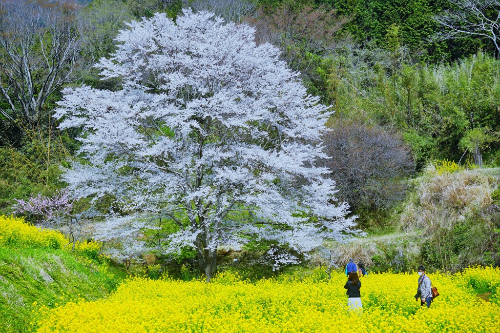 淡墨桜