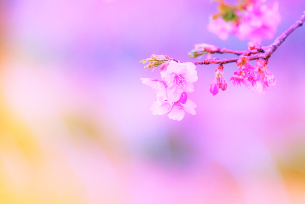 河津桜