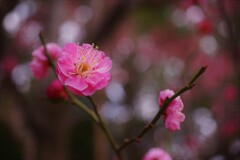 梅彩吐息