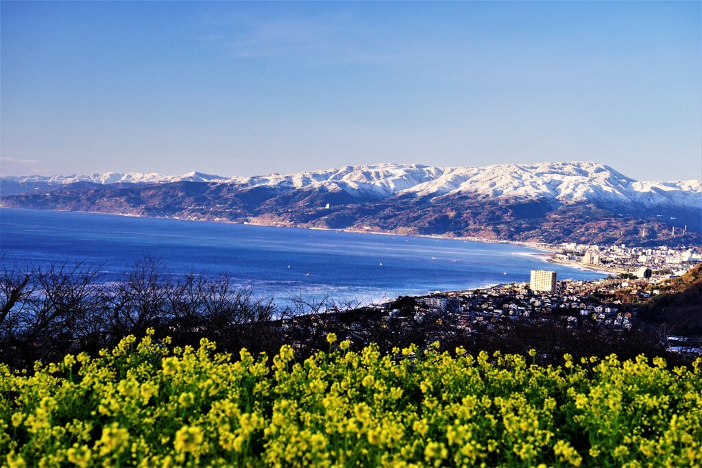 雪山に菜の花を添えて