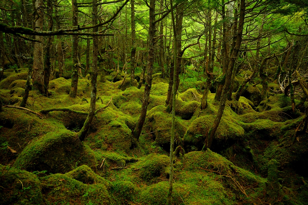 白駒池もののけの森