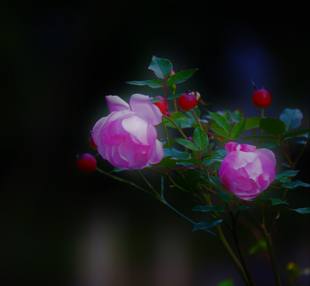 ローザシネンシスー２