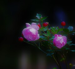 ローザシネンシスー２