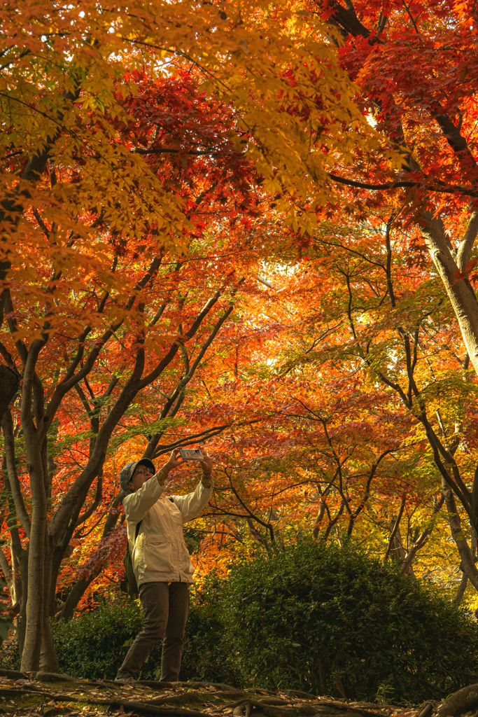紅葉ひとりじめ 