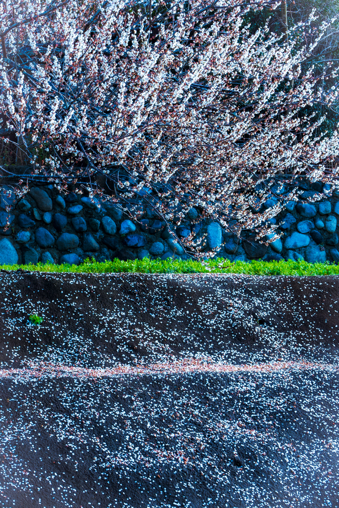 散り梅花