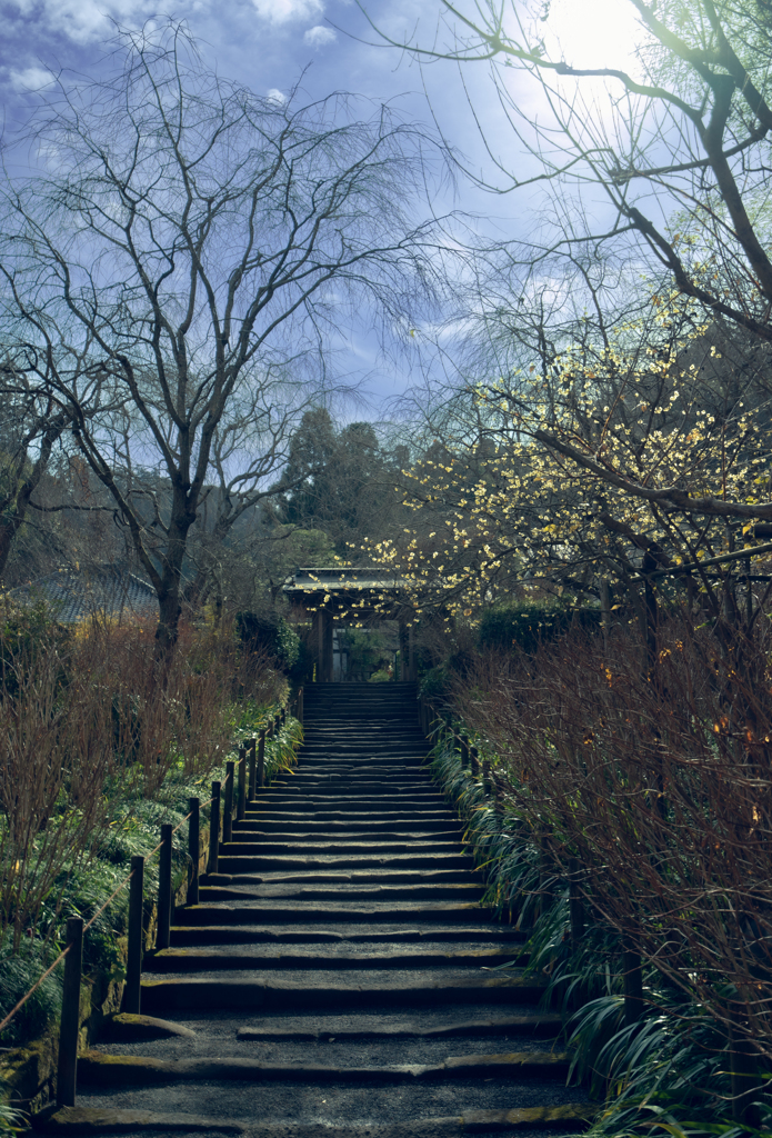 明月院　 蝋梅