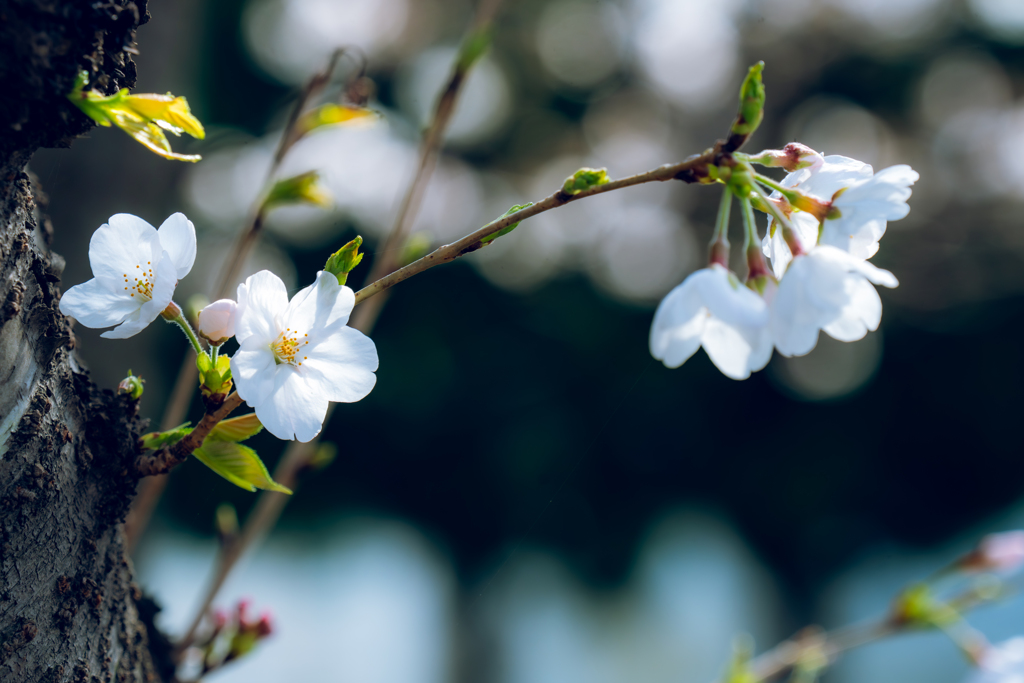 花見日和　2