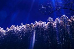 カラマツの朝霜