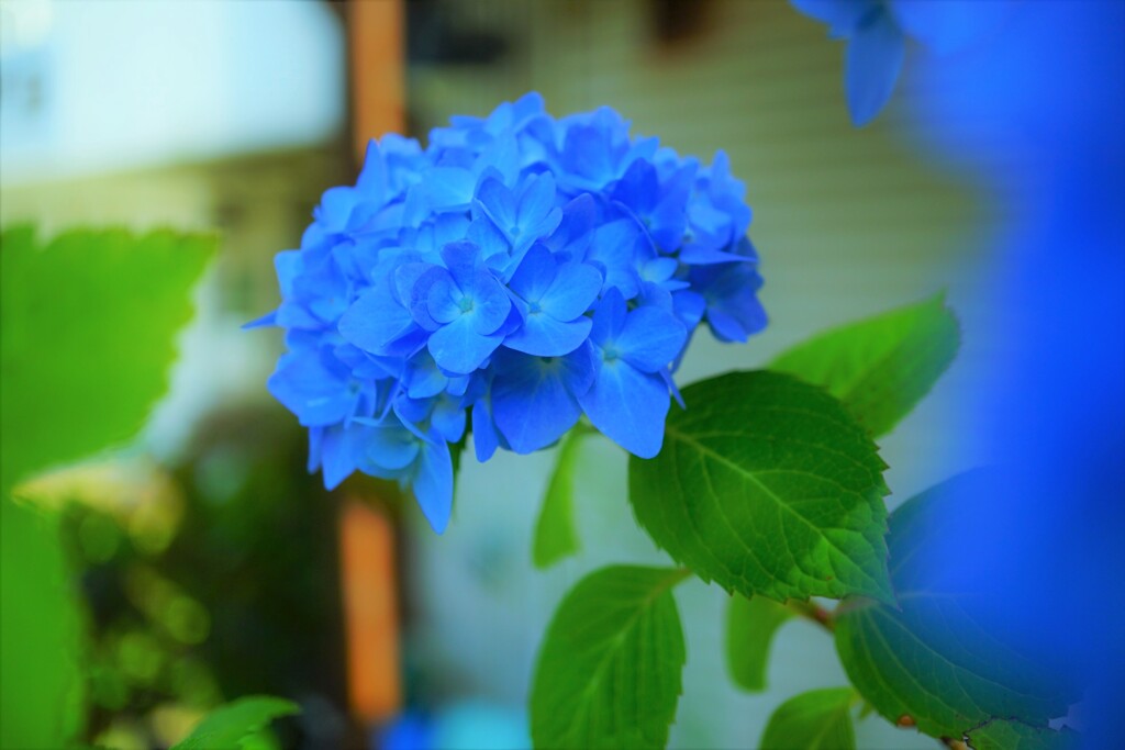 サックスブルー