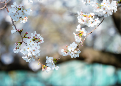 花見日和　１