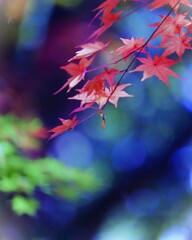 紅い星