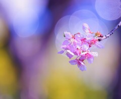 河津桜　そのⅣ