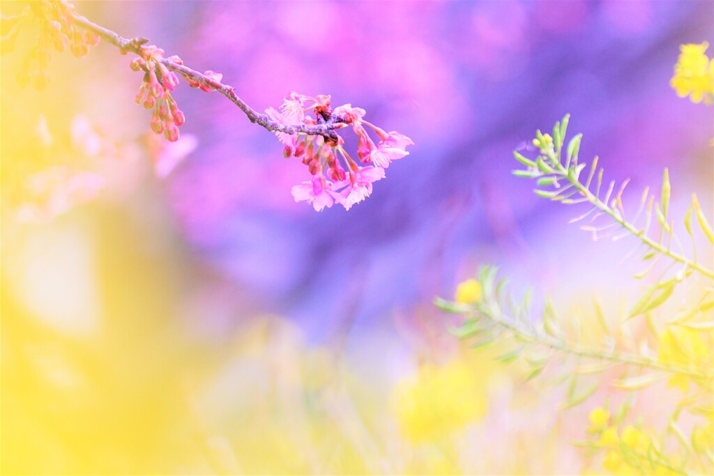 河津桜　そのⅡ