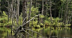 上高地　岳沢湿原