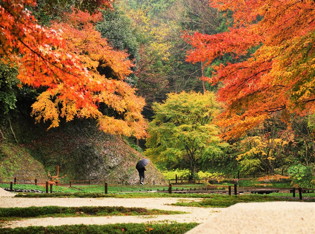 氷雨の明月院園庭