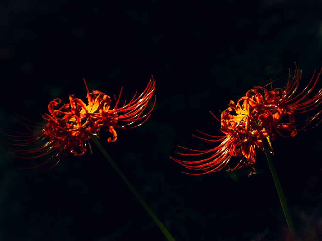 　曼珠沙華  輝き