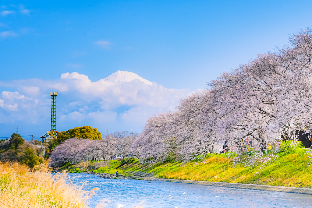 富士に桜 2