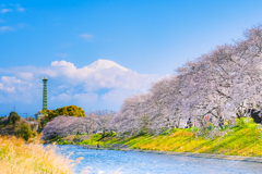 富士に桜 2