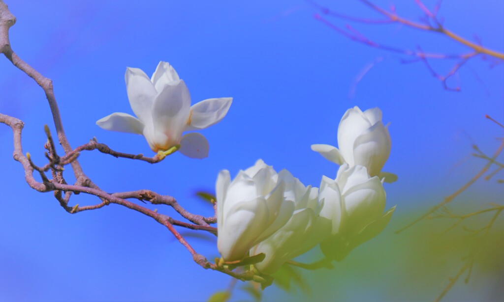 白木蓮の優うつ