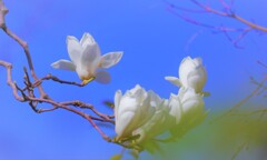 白木蓮の優うつ