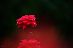 雨に濡れて