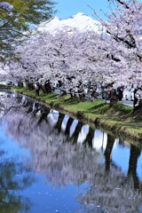 お岩木山に桜