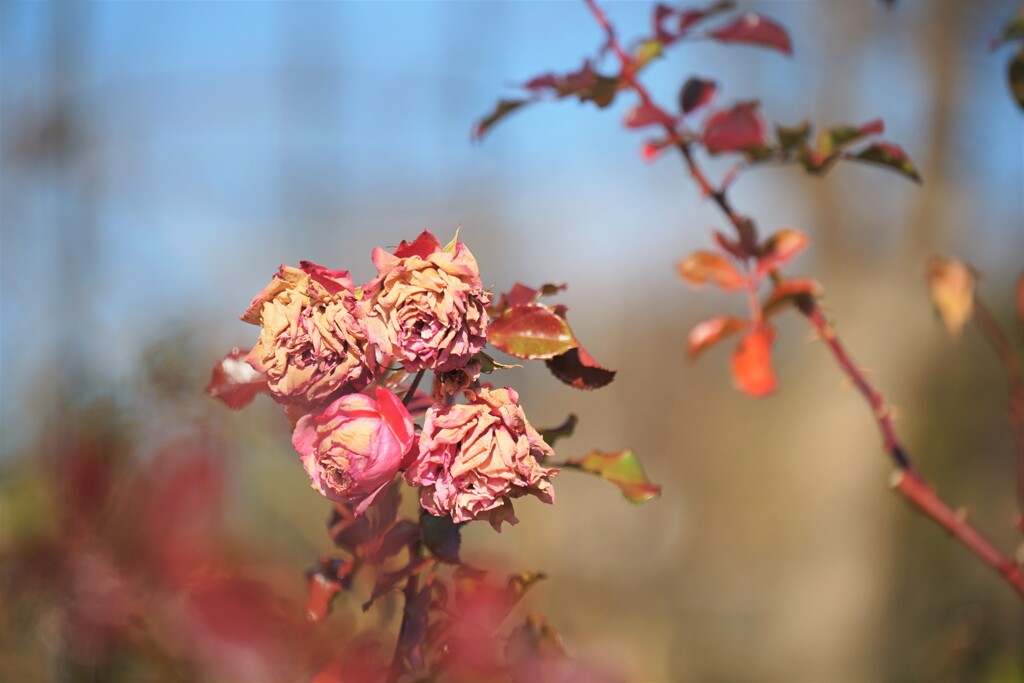 枯れても、美しく　そのⅠ