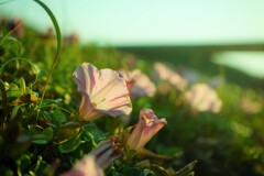 潮騒の花