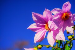 青空の華