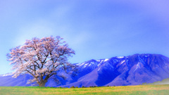 小岩井農場　桜