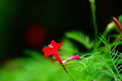 繊細な愛（ルコウソウ）