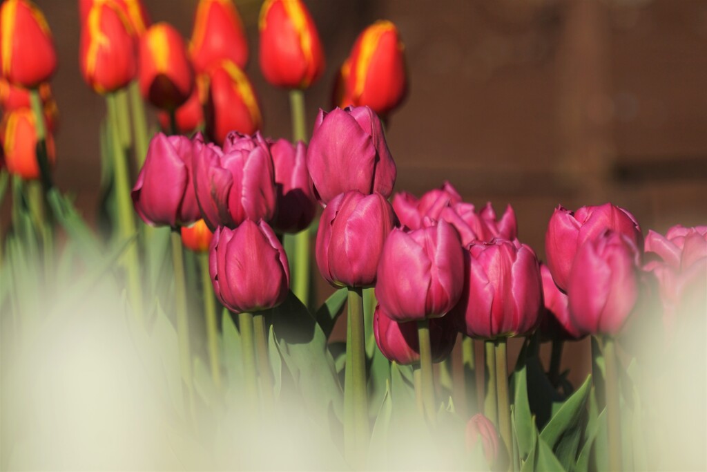 アイスチューリップ　その３