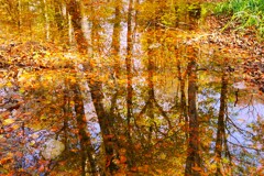 たまり水の紅葉
