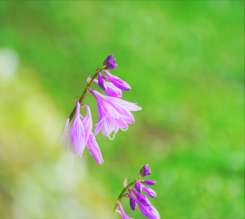 城址公園の花　Ⅱ